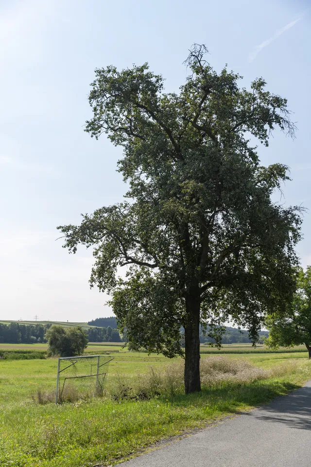 Drumling Burgenland 2021-08-22 Ortsrand