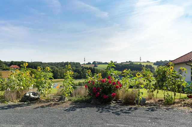 Drumling Burgenland 2021-08-22 Sonnenblumen und Hibiskus 1