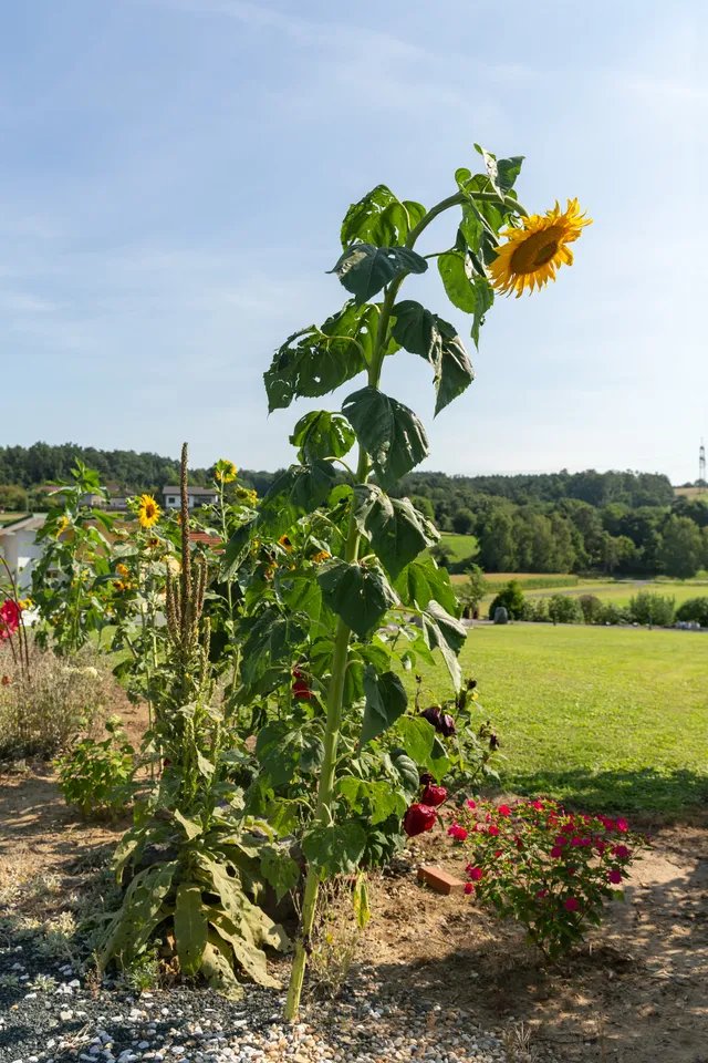 Drumling Burgenland 2021-08-22 Sonnenblume 3