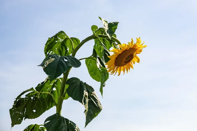 Drumling Burgenland 2021-08-22 Sonnenblume 2