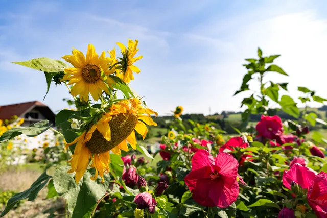 Drumling Burgenland 2021-08-22 Sonnenblumen und Hibiskus 3